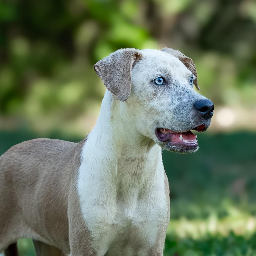 Enlarge Joy, a Adoptable mixed breed in Livingston, TX image 6/6