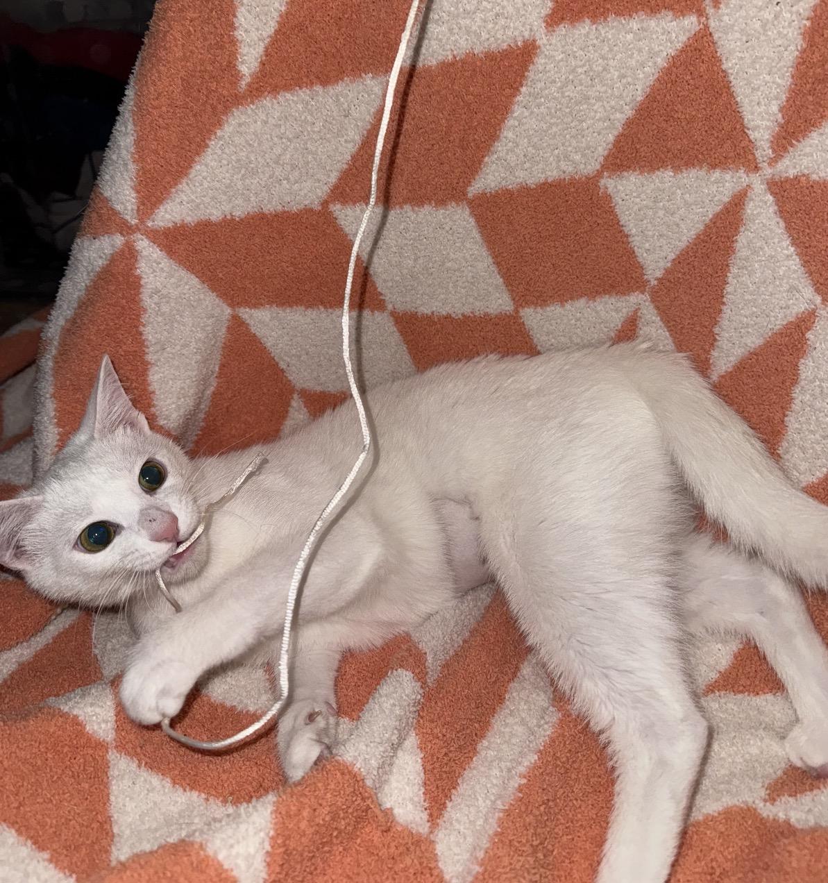 Nori, a Adoptable Domestic Short Hair in Maineville, OH image 1/4