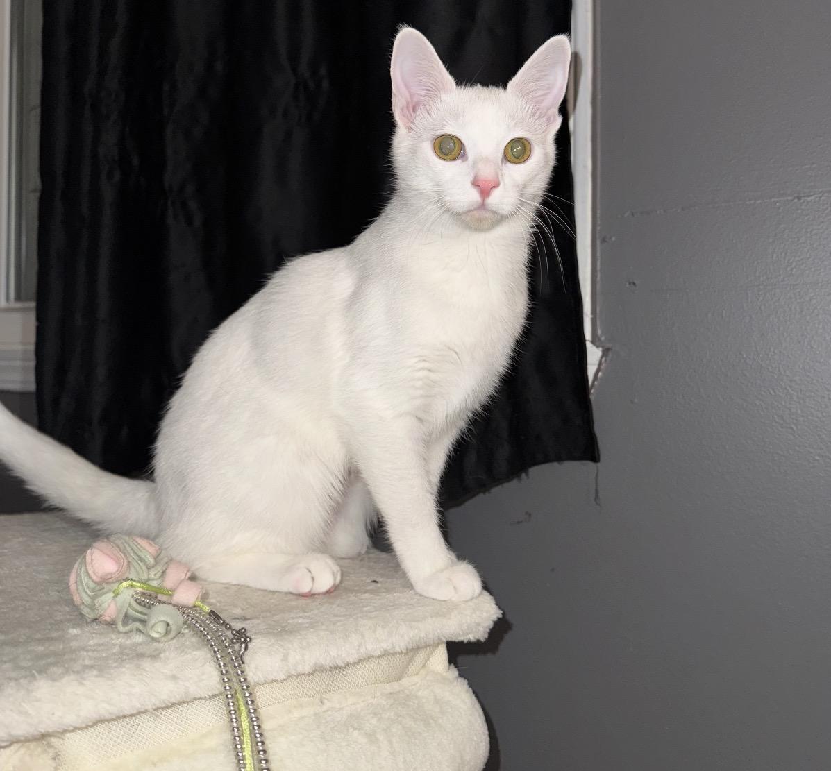 Nori, Adoptable, Kitten Female Domestic Short Hair.