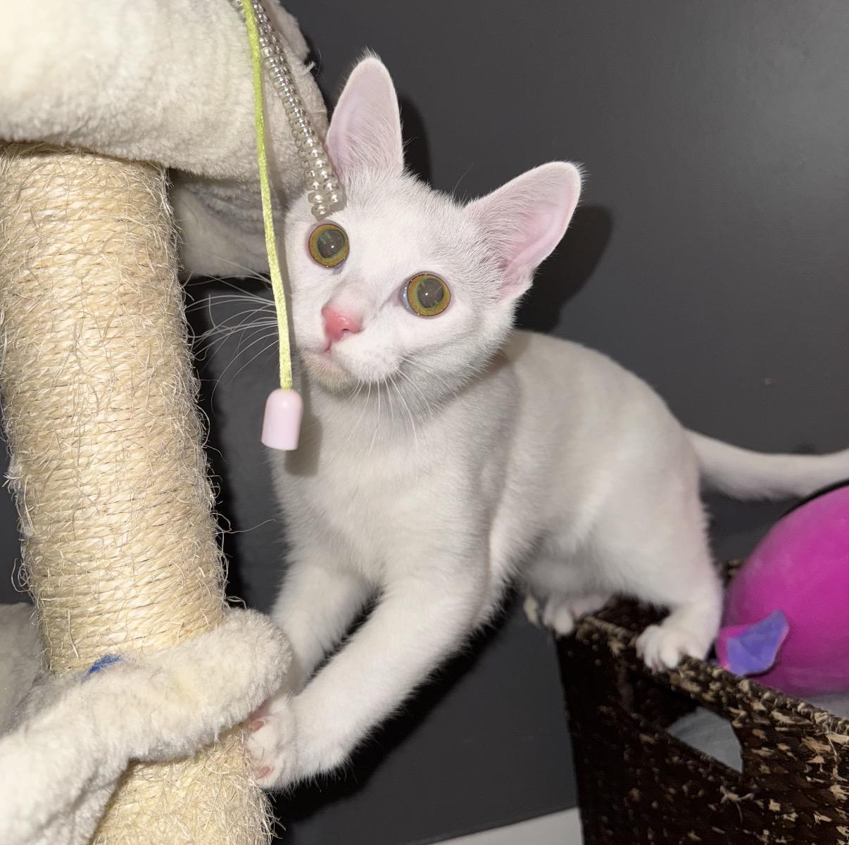 Nori, a Adoptable Domestic Short Hair in Maineville, OH image 3/4