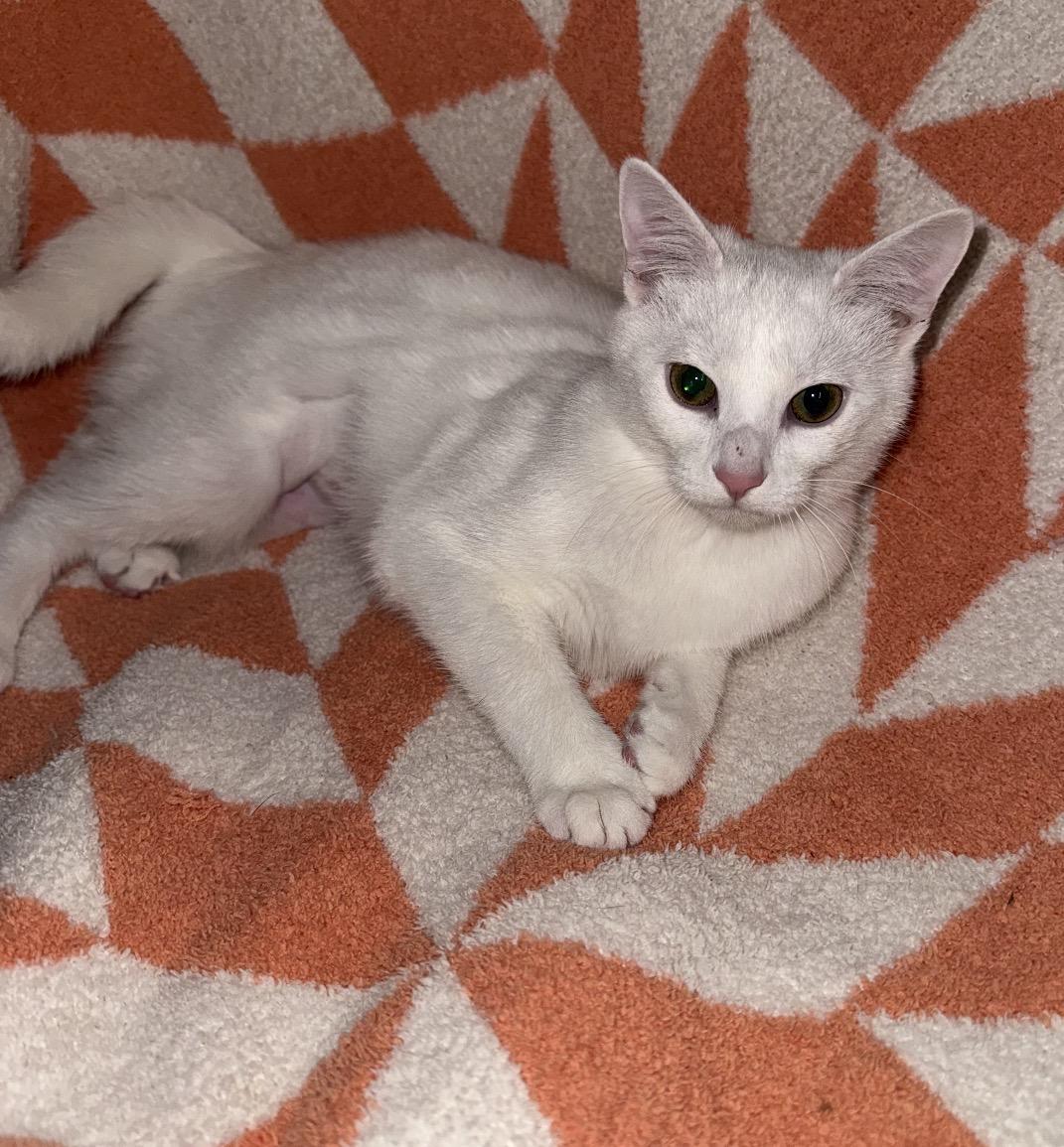 Nori, a Adoptable Domestic Short Hair in Maineville, OH image 4/4