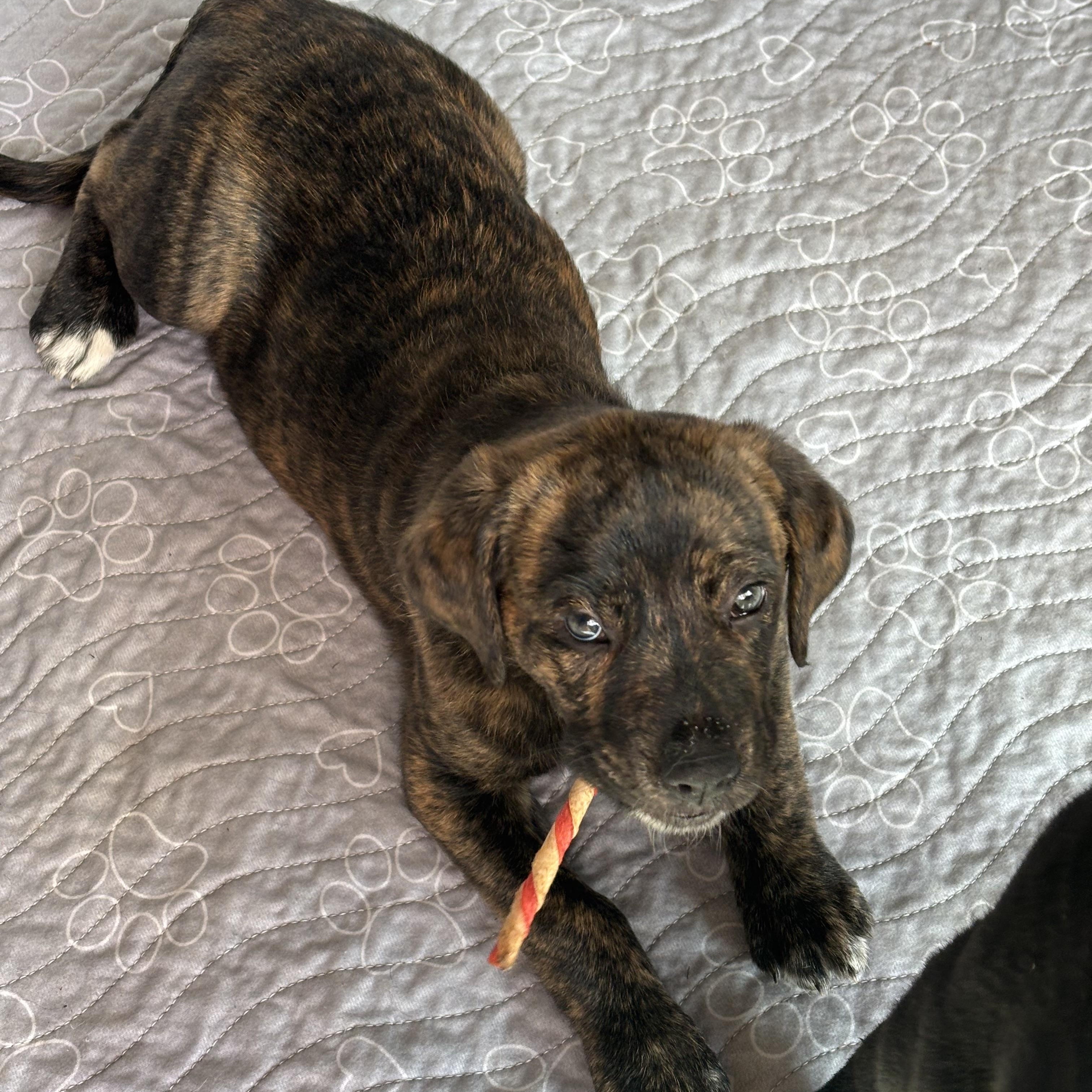 Enlarge Hancock, a Adoptable mixed breed in Bronx, NY image 4/4