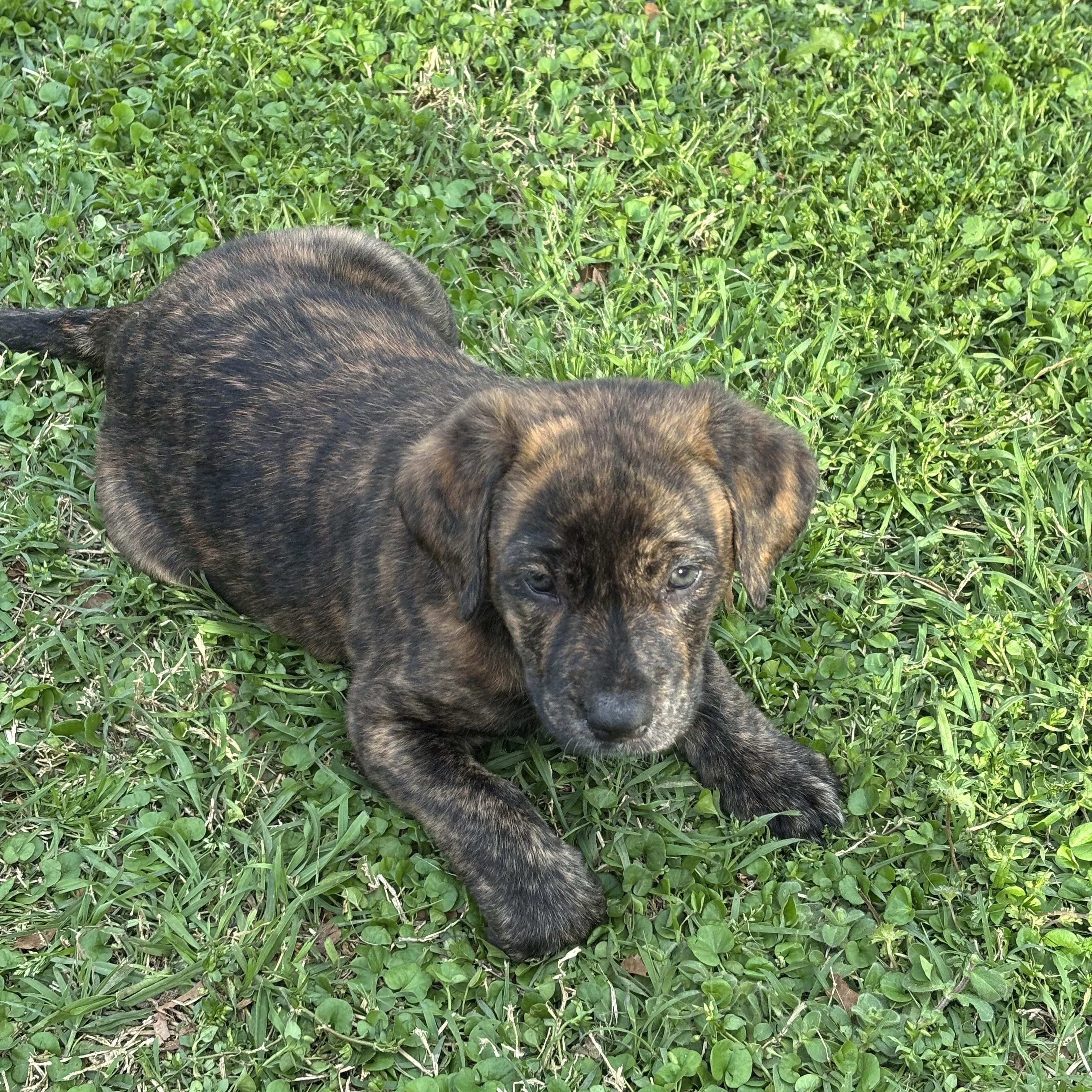 Enlarge Hancock, a Adoptable mixed breed in Bronx, NY image 3/4