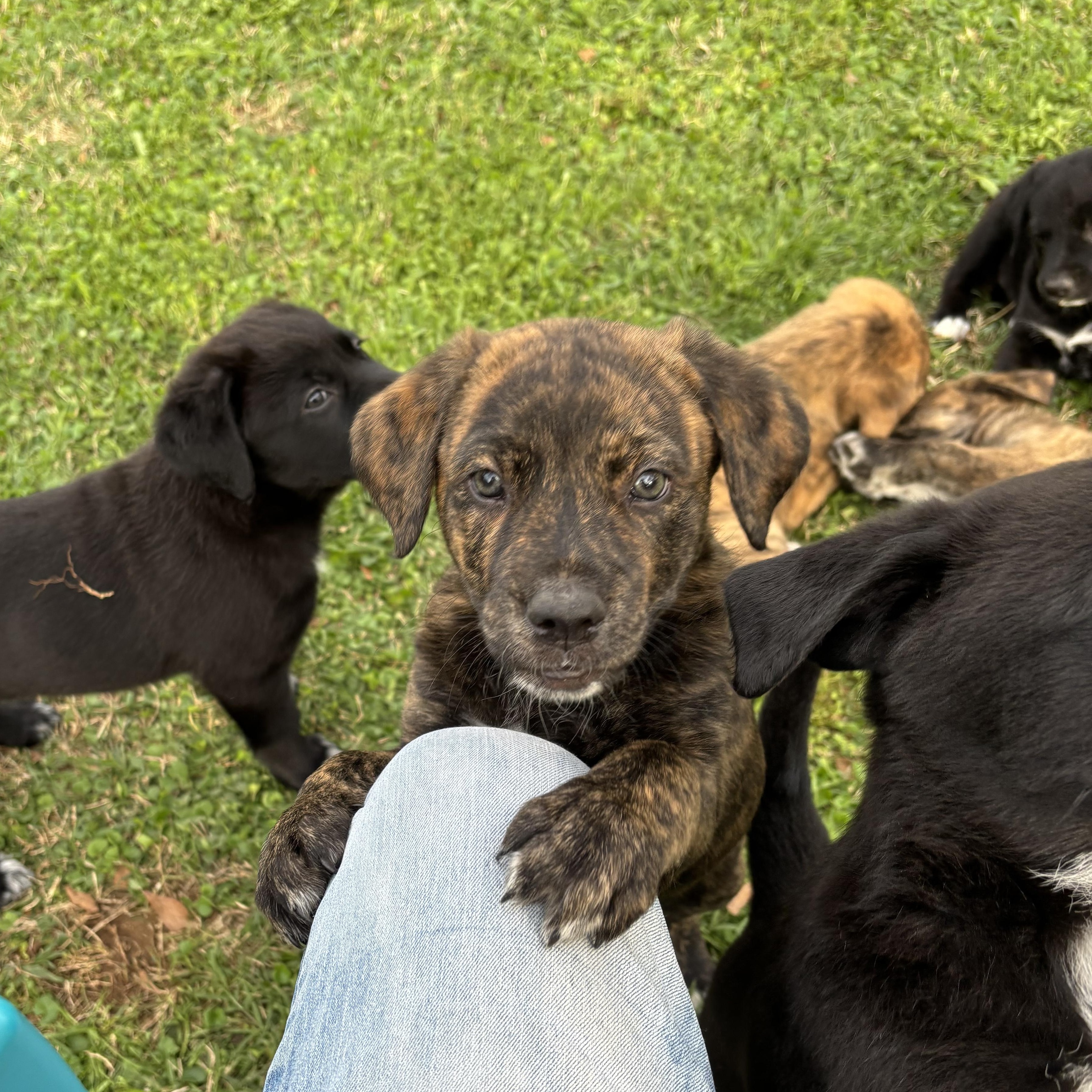 Enlarge Hancock, a Adoptable mixed breed in Bronx, NY image 2/4