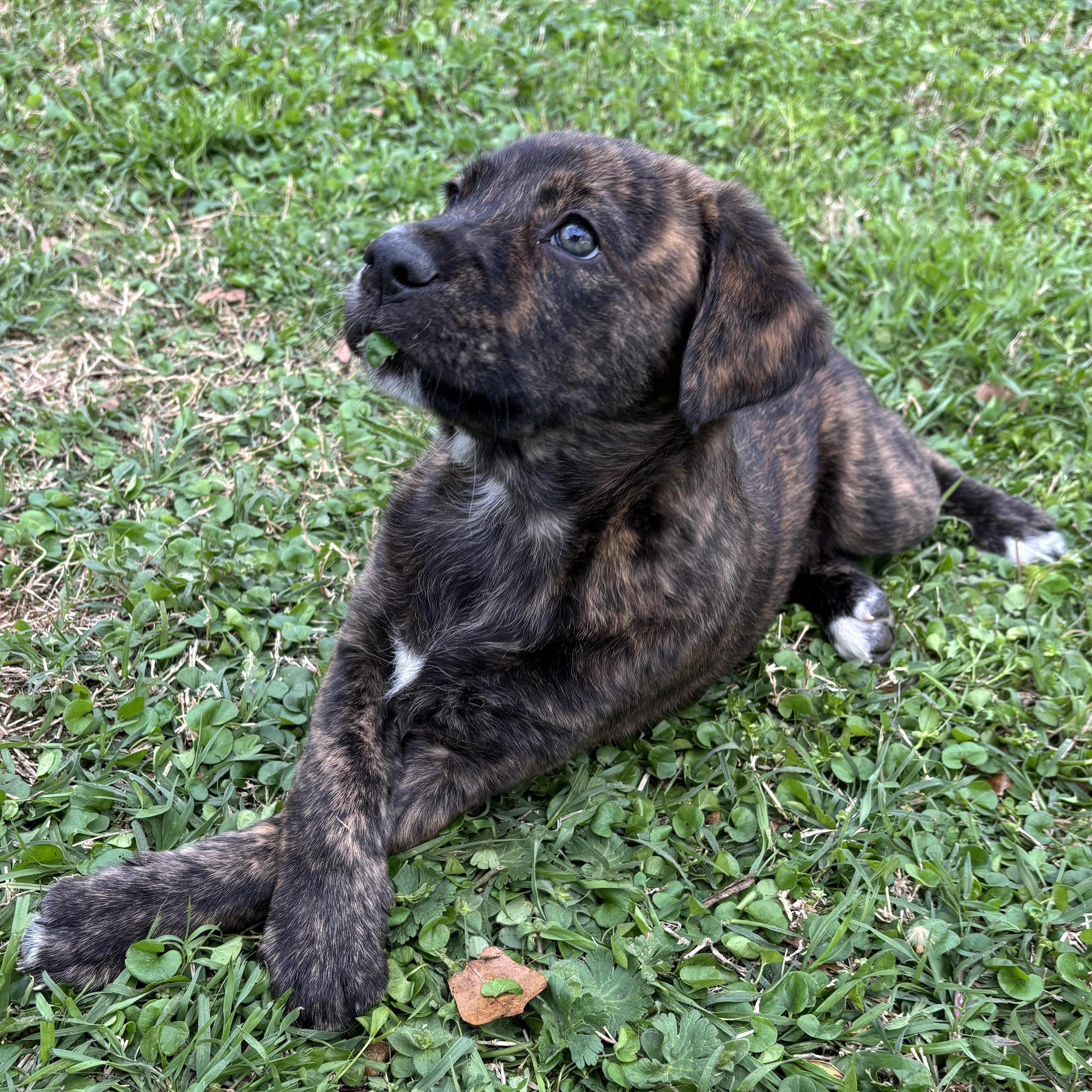 Enlarge Hancock, a Adoptable mixed breed in Bronx, NY image 1/4