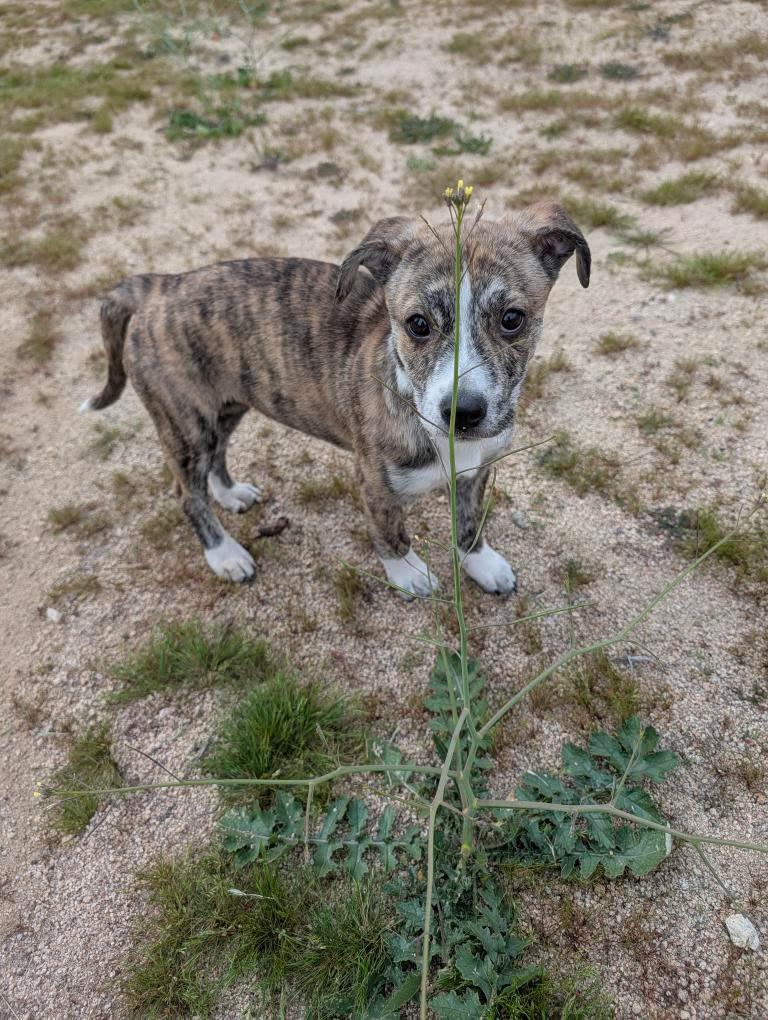 Zoe, Adopted, Puppy Female American Staffordshire Terrier.