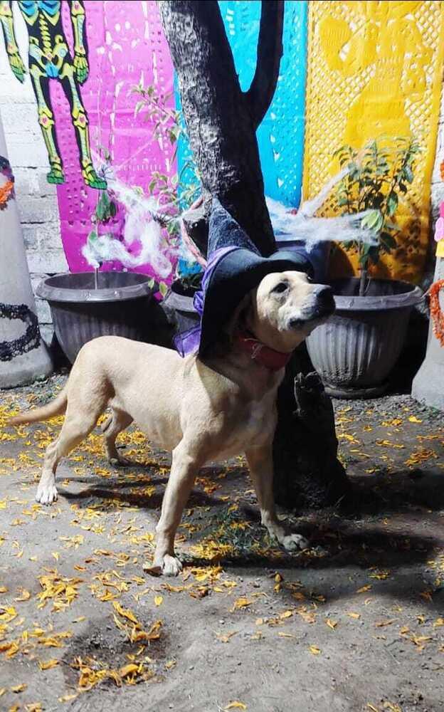 CANDY, Adoptable, Adult Female Black Mouth Cur.