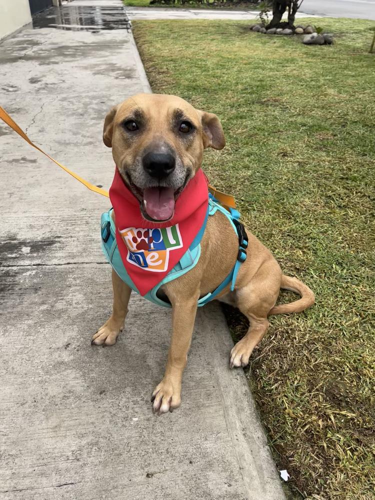 CANDY, Adoptable, Adult Female Black Mouth Cur.