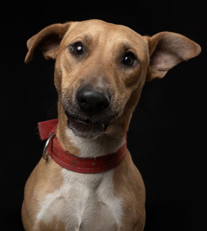 Enlarge CANDY, a Adoptable mixed breed in Langley, BC image 3/6