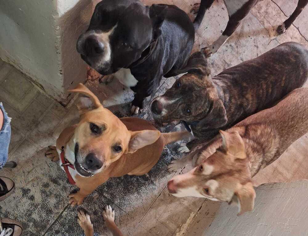 Enlarge CANDY, a Adoptable mixed breed in Langley, BC image 4/6