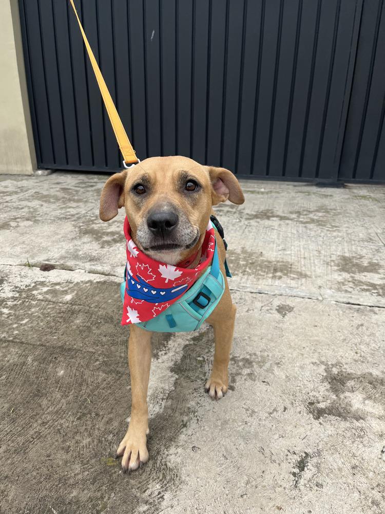 Enlarge CANDY, a Adoptable mixed breed in Langley, BC image 5/6