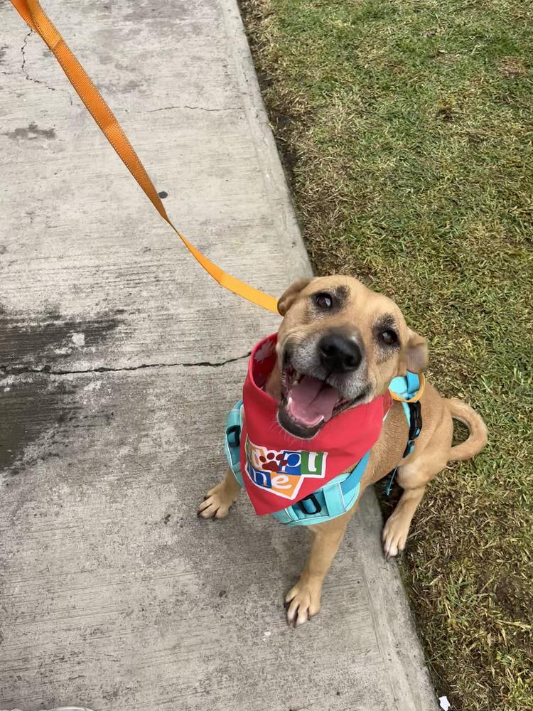 Enlarge CANDY, a Adoptable mixed breed in Langley, BC image 6/6