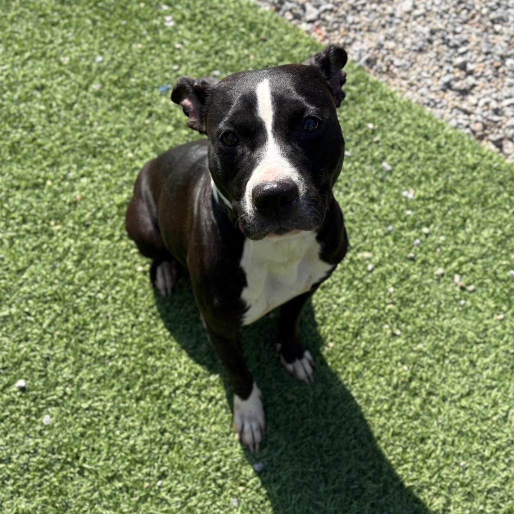 Raven, Adoptable, Adult Female Pit Bull Terrier.