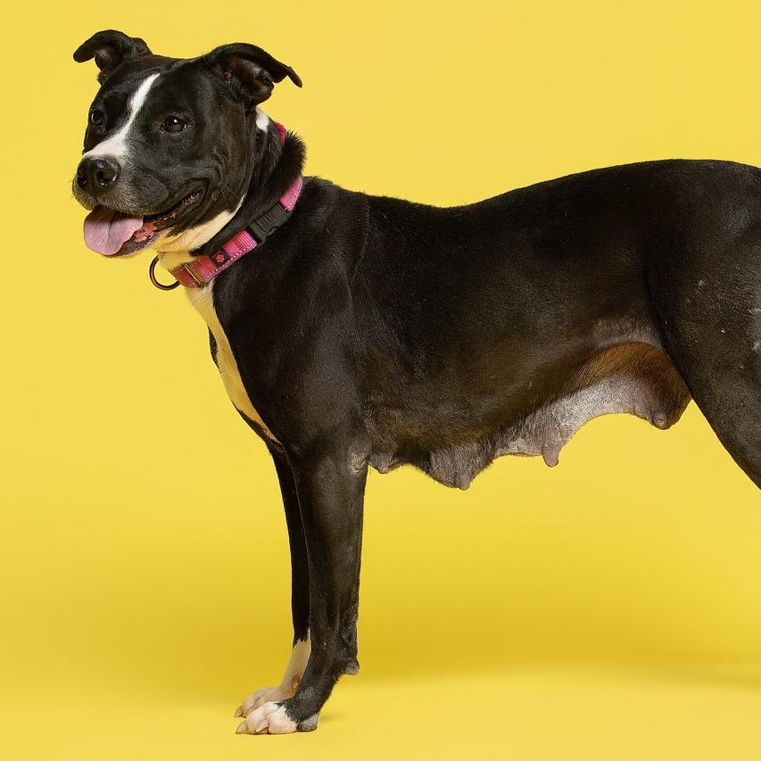 Enlarge Raven, a Adoptable Pit Bull Terrier in Batavia, OH image 2/6