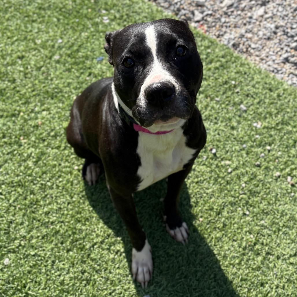 Enlarge Raven, a Adoptable Pit Bull Terrier in Batavia, OH image 2/6