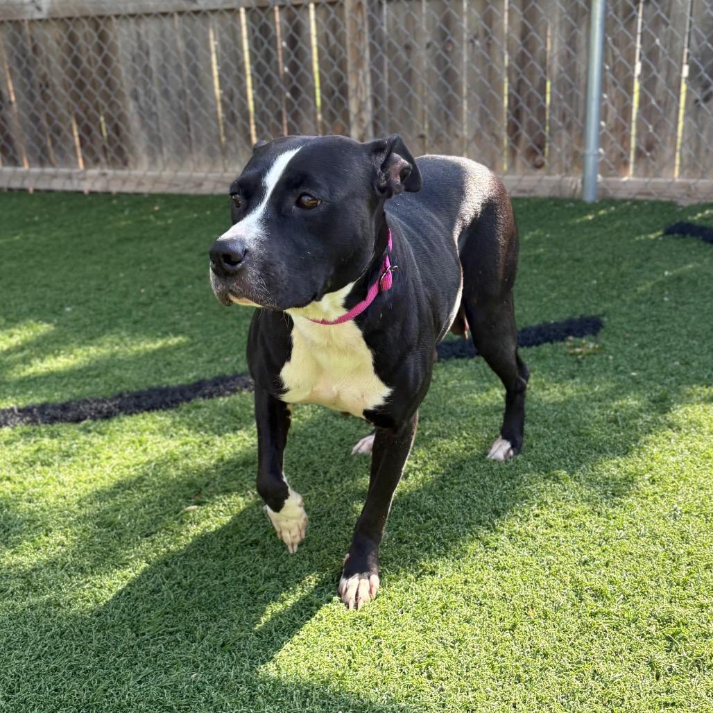 Enlarge Raven, a Adoptable Pit Bull Terrier in Batavia, OH image 3/6