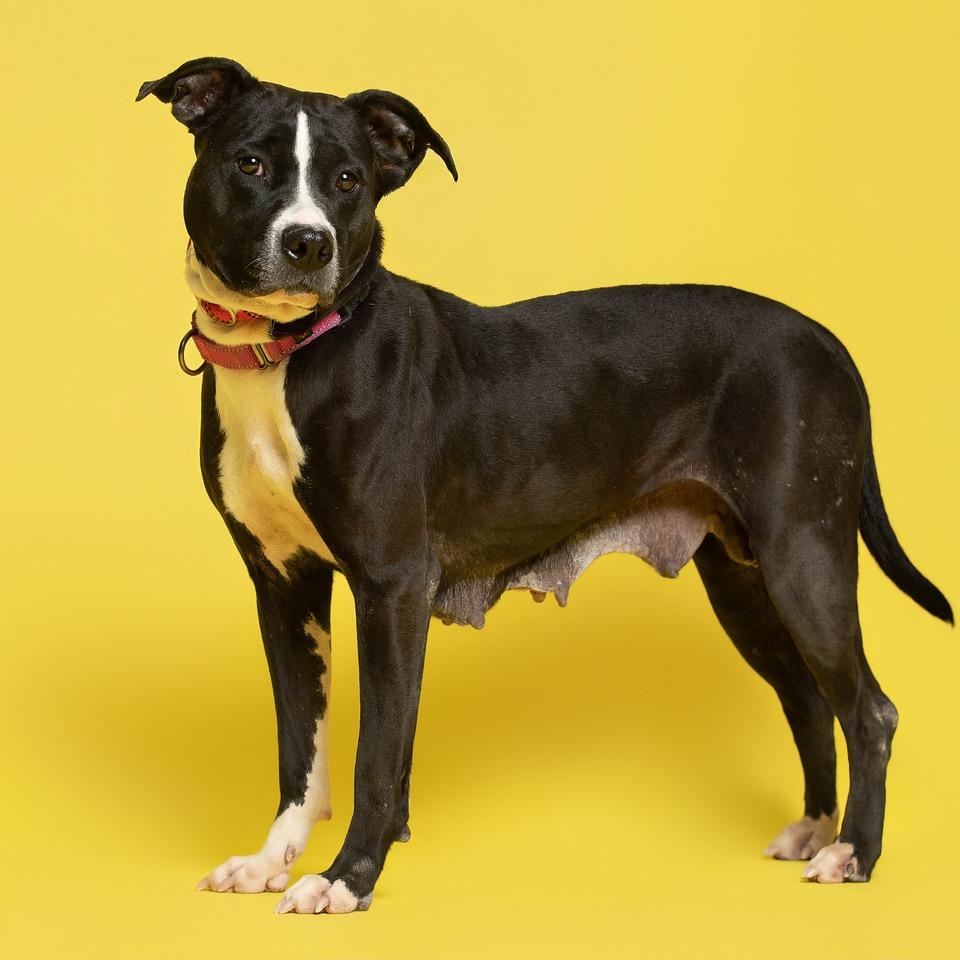 Enlarge Raven, a Adoptable Pit Bull Terrier in Batavia, OH image 4/6