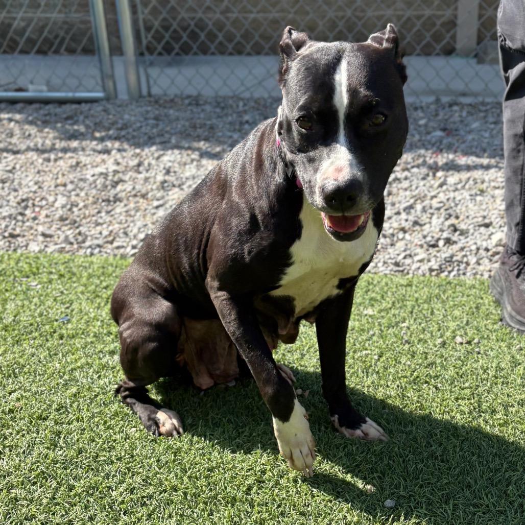 Enlarge Raven, a Adoptable Pit Bull Terrier in Batavia, OH image 5/6