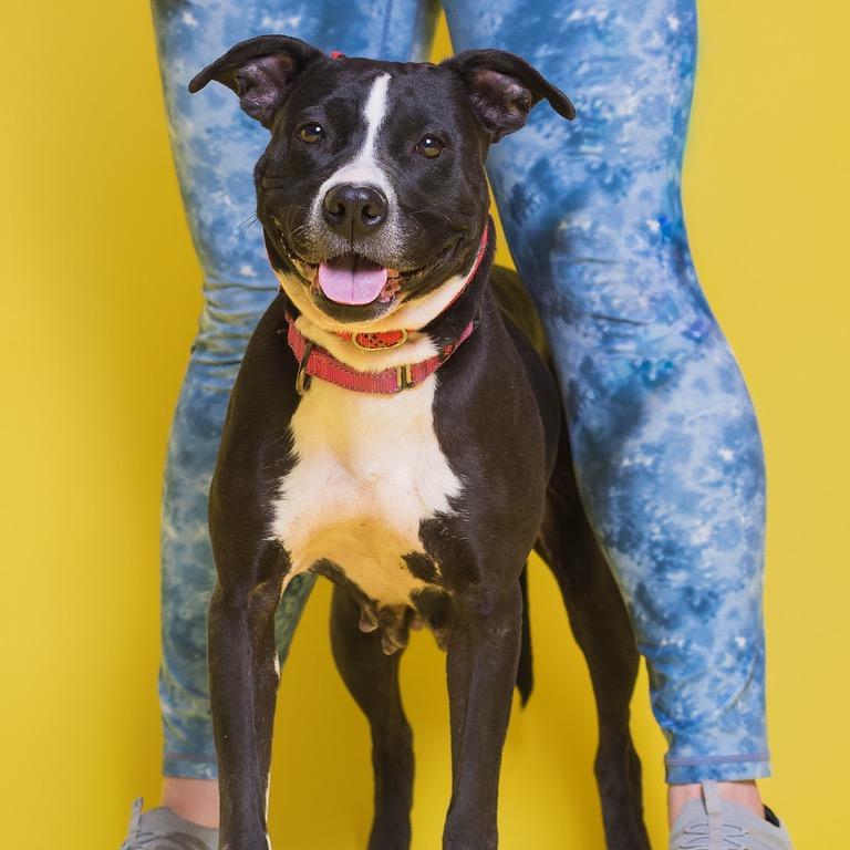 Enlarge Raven, a Adoptable Pit Bull Terrier in Batavia, OH image 6/6