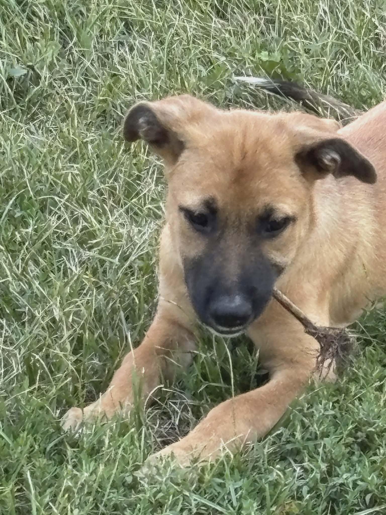 Enlarge Waffle-I26036, a ADOPTABLE mixed breed in Anoka, MN image 2/4