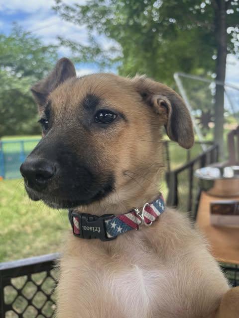 Enlarge Waffle-I26036, a ADOPTABLE mixed breed in Anoka, MN image 4/4