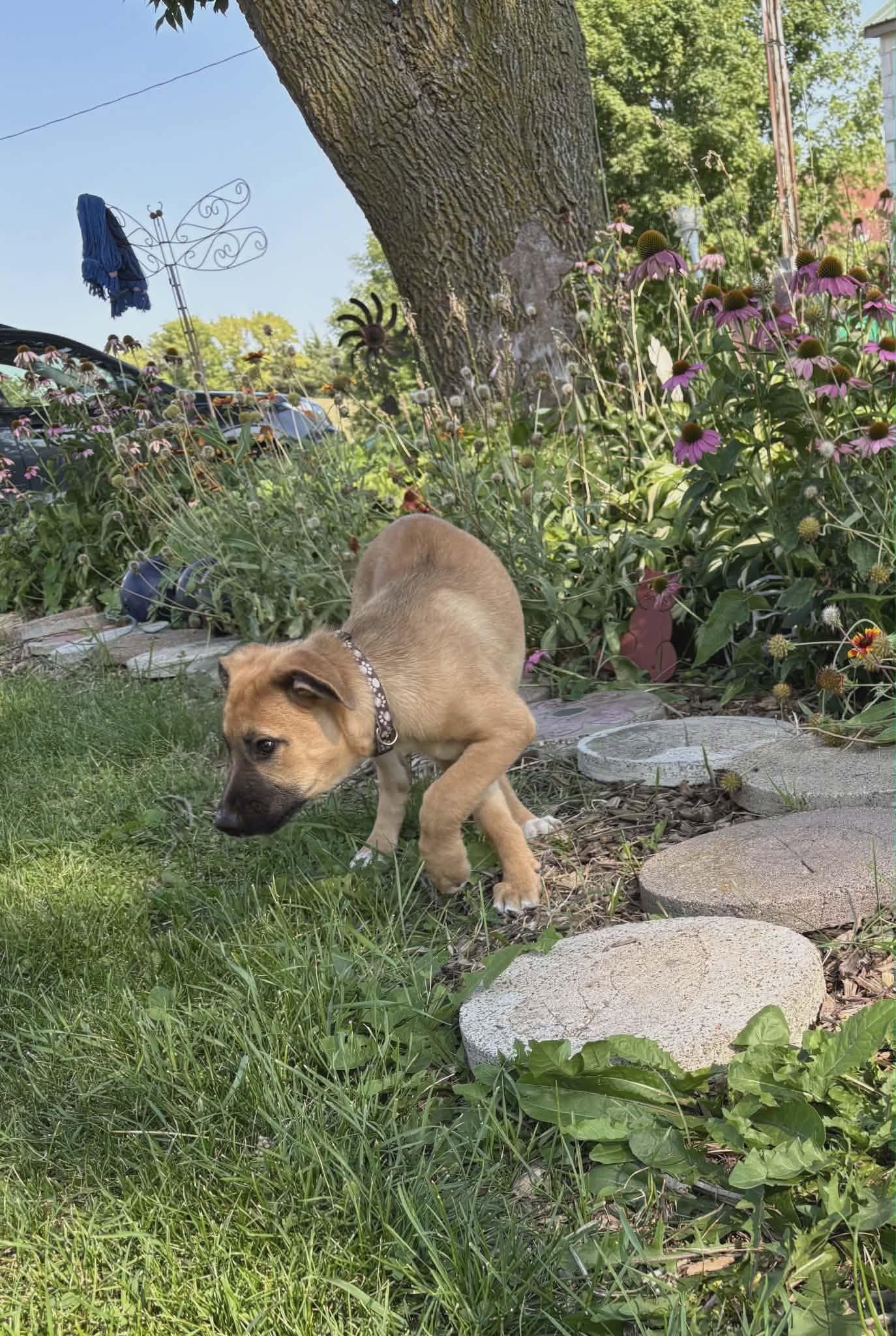 Enlarge Waffle-I26036, a ADOPTABLE mixed breed in Anoka, MN image 3/4