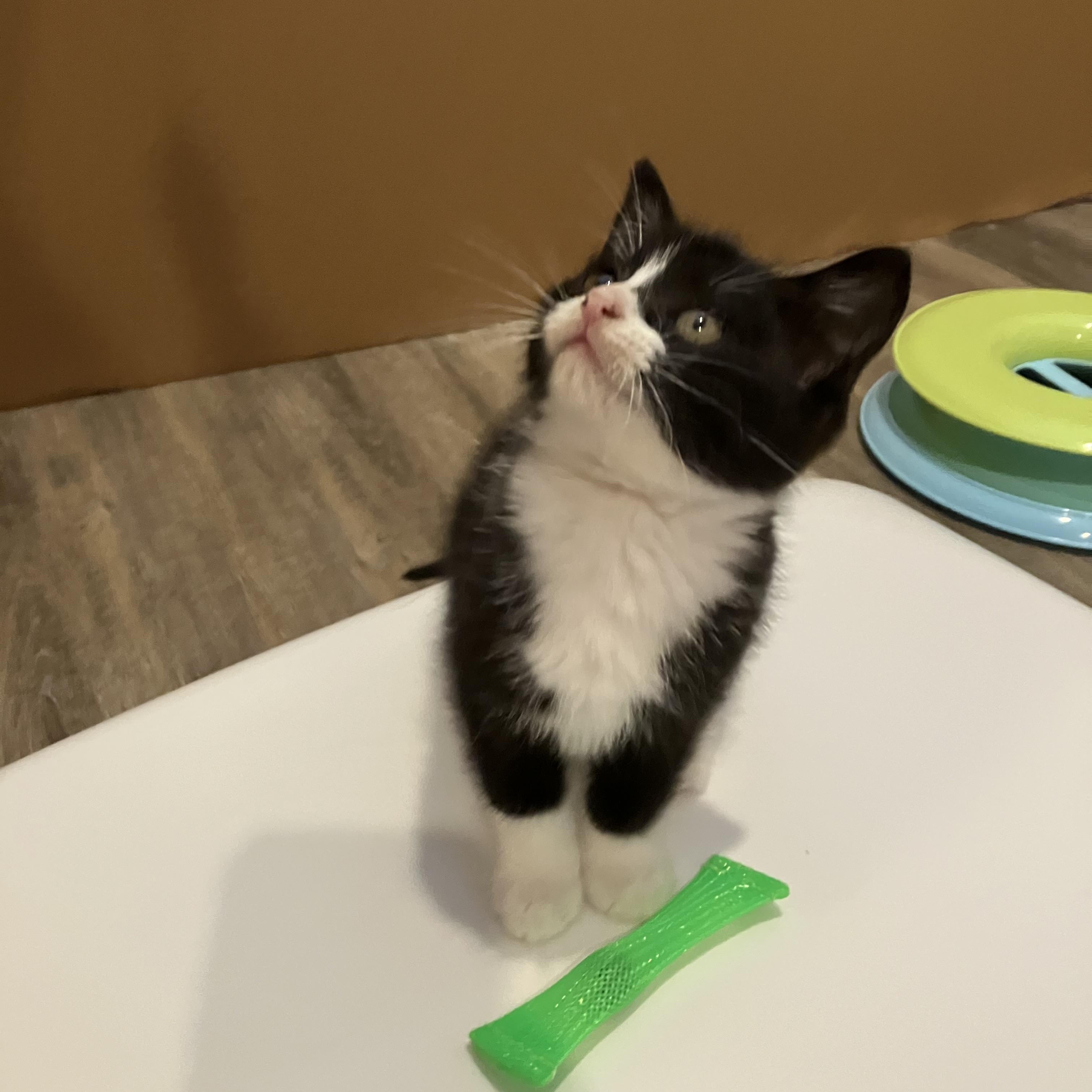 Muffin, an adopted mixed breed in Omaha, NE image 1/2