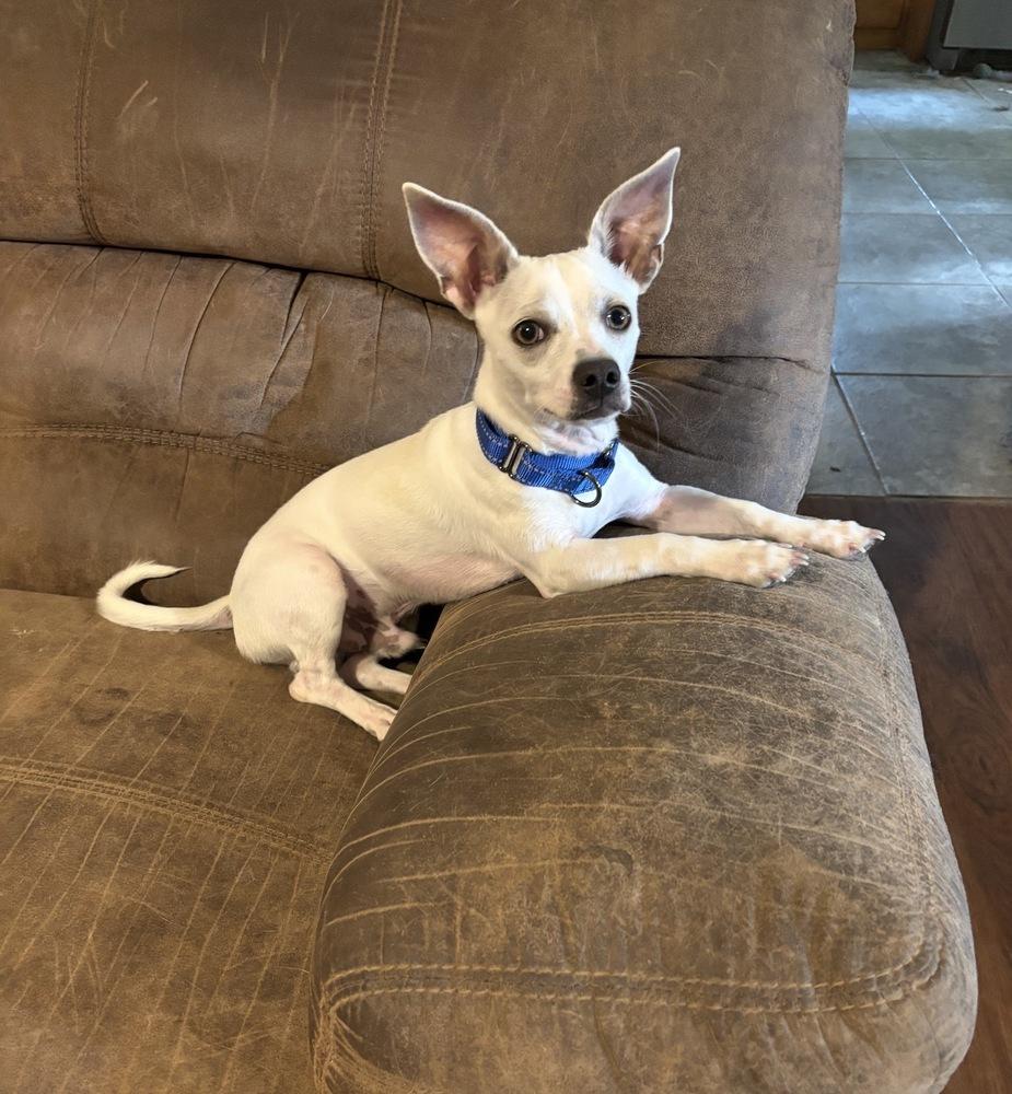 Nitro, Adoptable, Young Male Chihuahua.