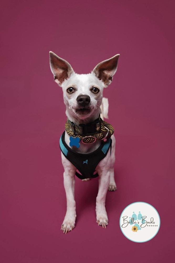 Enlarge Nitro, a Adoptable mixed breed in Brookshire, TX image 2/3