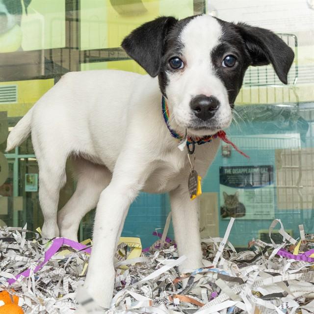 Enlarge DESIREE, a Adoptable mixed breed in Saint Louis, MO image 1/1