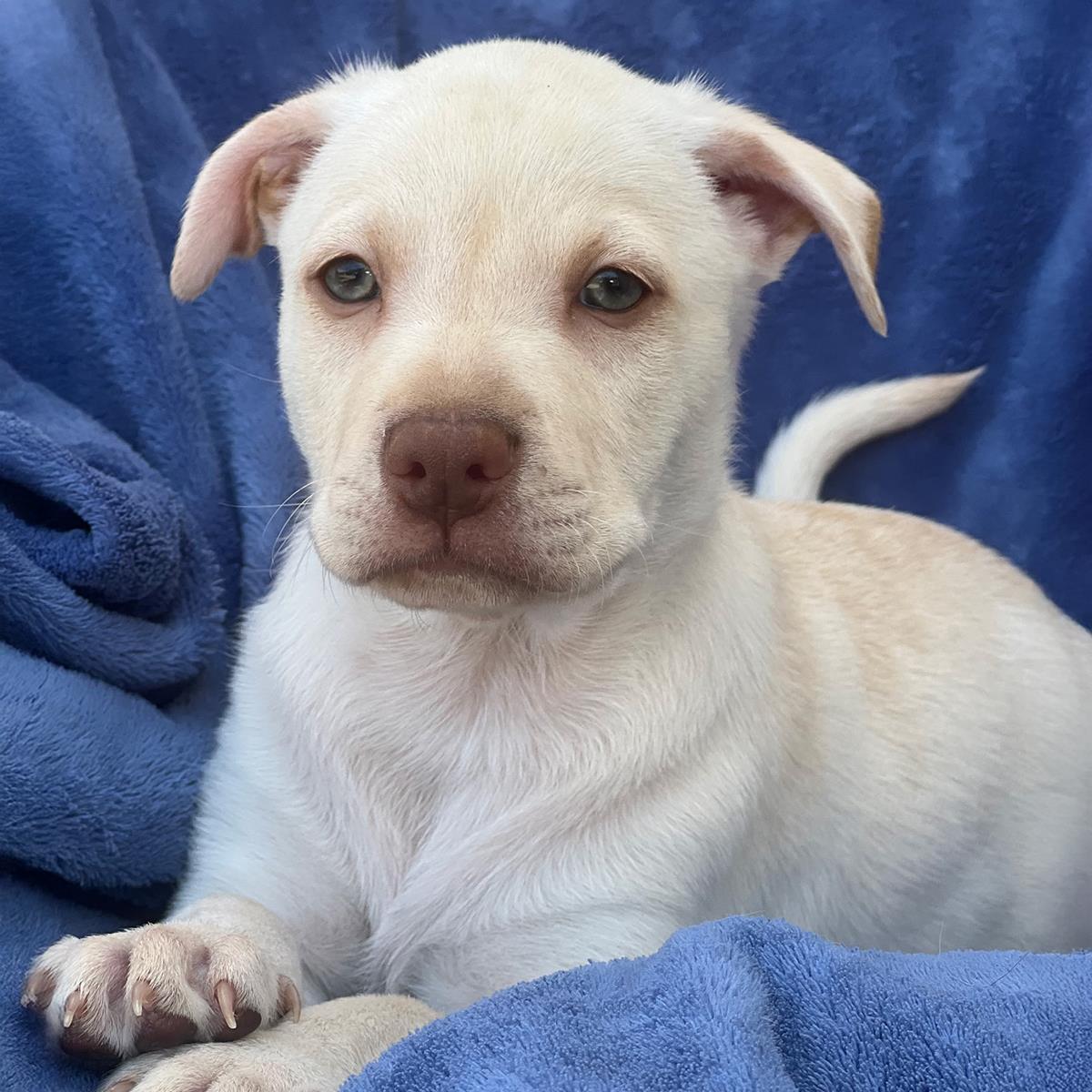 Arbor Pup - Morton, Adoptable, Puppy Male Labrador Retriever & Terrier.