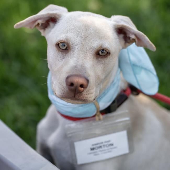 Arbor Pup - Morton, a Adoptable mixed breed in San Diego, CA image 1/3