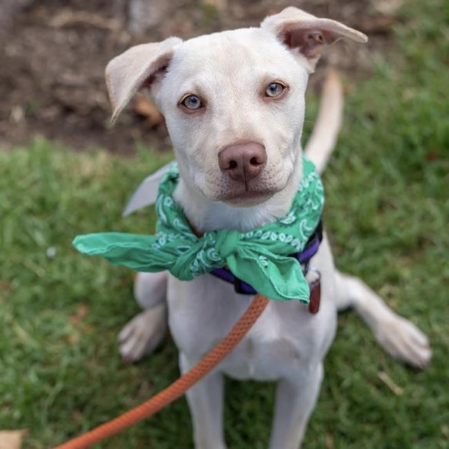 Enlarge Arbor Pup - Morton, a Adoptable mixed breed in San Diego, CA image 2/3