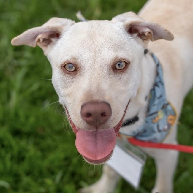 Arbor Pup - Morton, a Adoptable mixed breed in San Diego, CA image 2/3