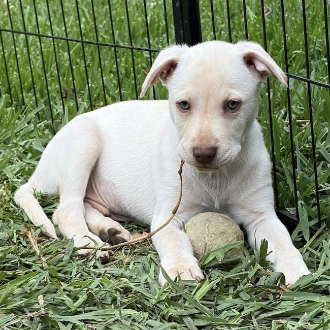 Enlarge Arbor Pup - Morton, a Adoptable mixed breed in San Diego, CA image 3/3