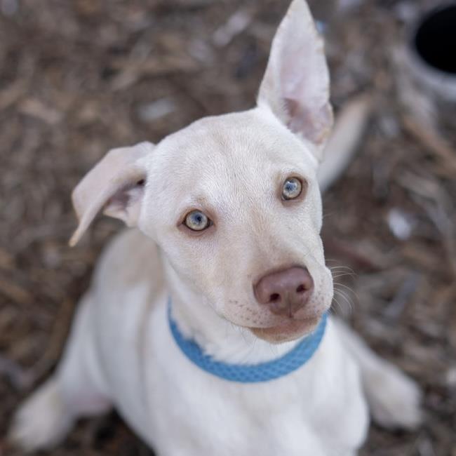 Arbor Pup - Morton, a Adoptable mixed breed in San Diego, CA image 3/3