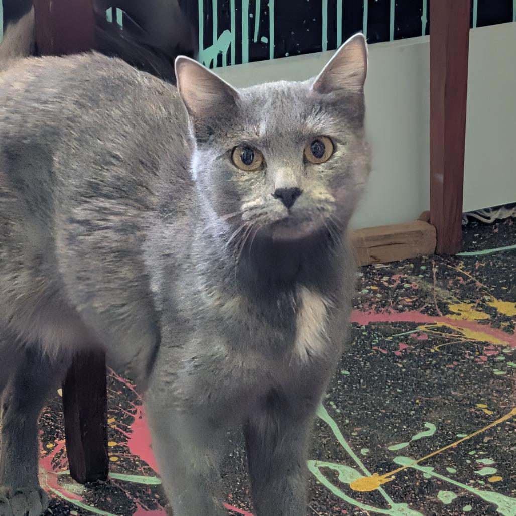 Braeburn, a Adoptable Domestic Short Hair in Columbia, MO image 1/5