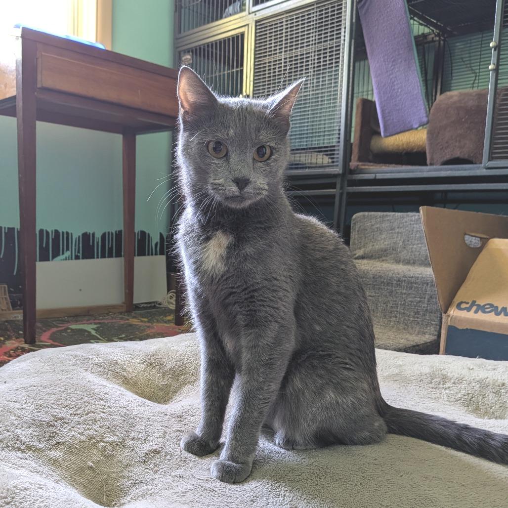 Braeburn, a Adoptable Domestic Short Hair in Columbia, MO image 2/5
