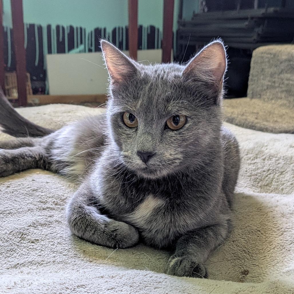 Braeburn, a Adoptable Domestic Short Hair in Columbia, MO image 3/5