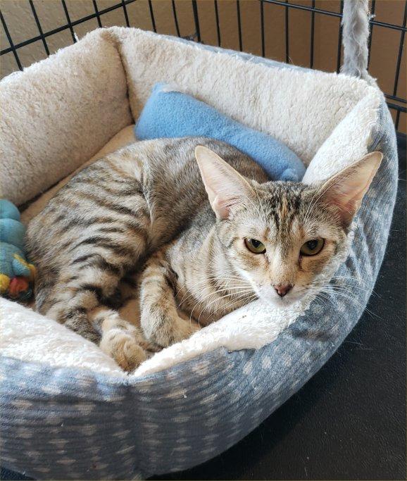 Enlarge Hope (JCM), a Adoptable Tabby in San Antonio, TX image 1/3