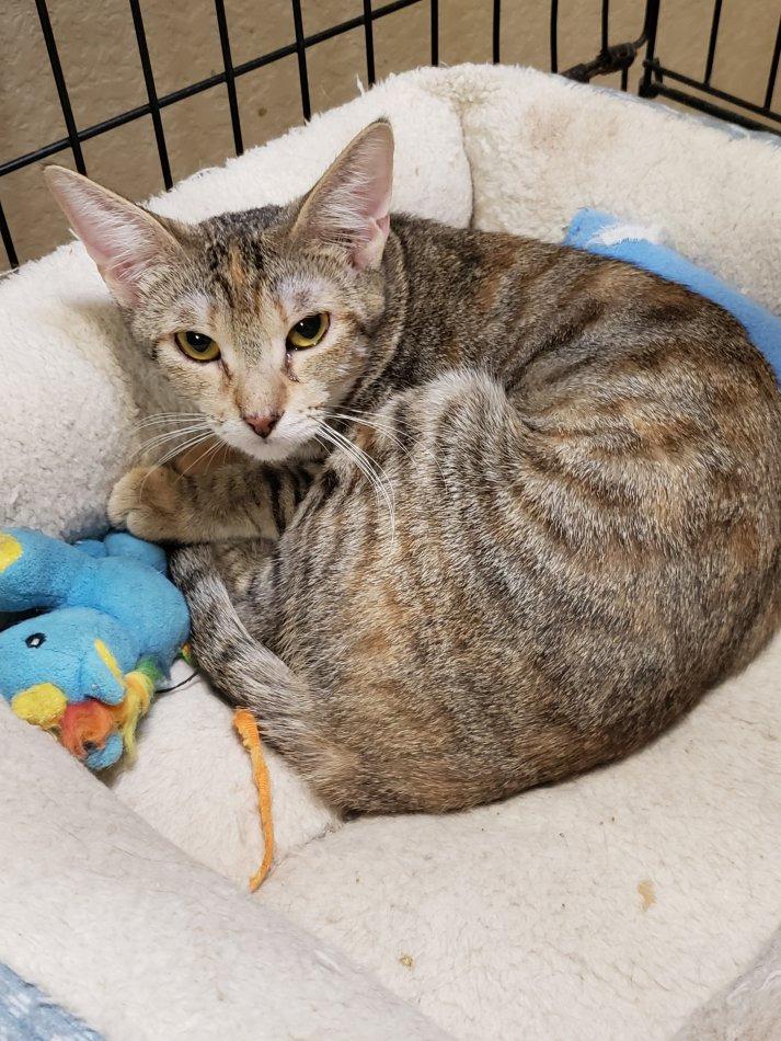 Enlarge Hope (JCM), a Adoptable Tabby in San Antonio, TX image 2/3
