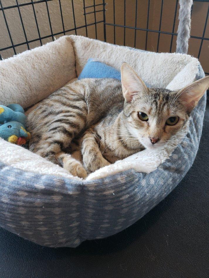 Enlarge Hope (JCM), a Adoptable Tabby in San Antonio, TX image 3/3