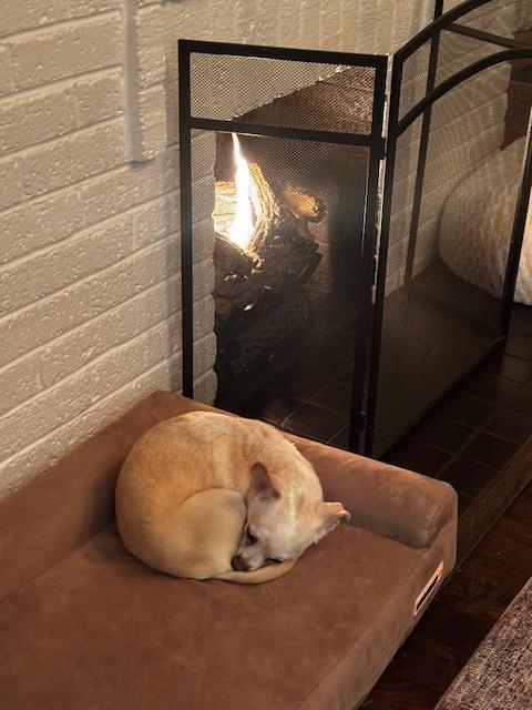 Mary Puppins, Adoptable, Adult Female Chihuahua.