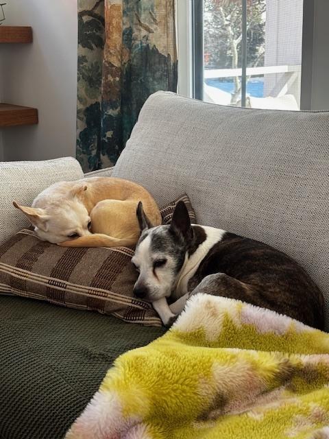 Mary Puppins, a Adoptable mixed breed in New Albany, OH image 2/4