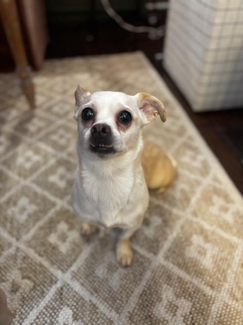 Mary Puppins, a Adoptable mixed breed in New Albany, OH image 4/4