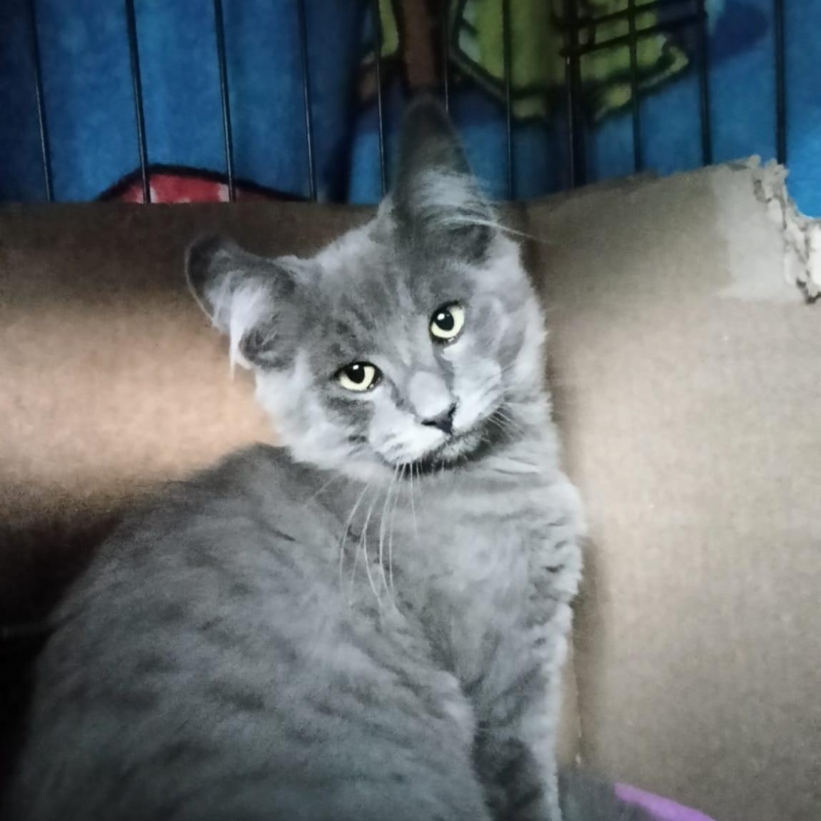Ryu, ADOPTABLE, Young Male Domestic Medium Hair.