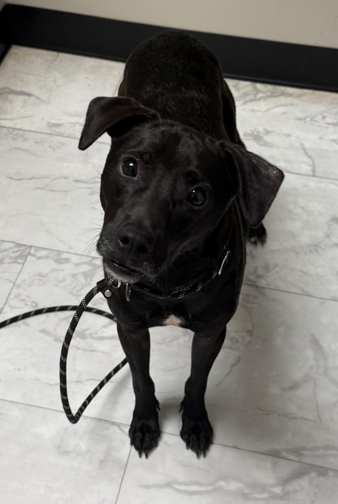 Onyx, a Adoptable mixed breed in Waxhaw, NC image 1/3