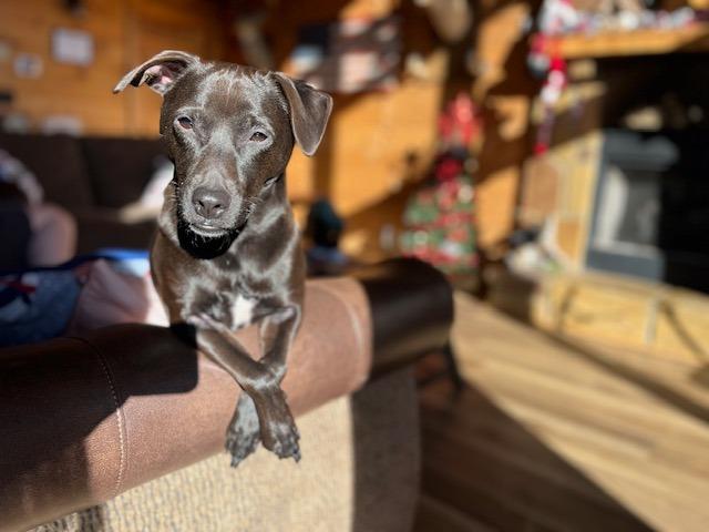 Onyx, a Adoptable mixed breed in Waxhaw, NC image 2/3
