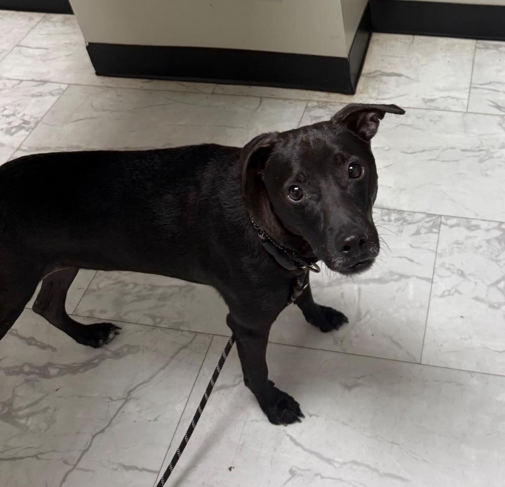 Onyx, a Adoptable mixed breed in Waxhaw, NC image 3/3