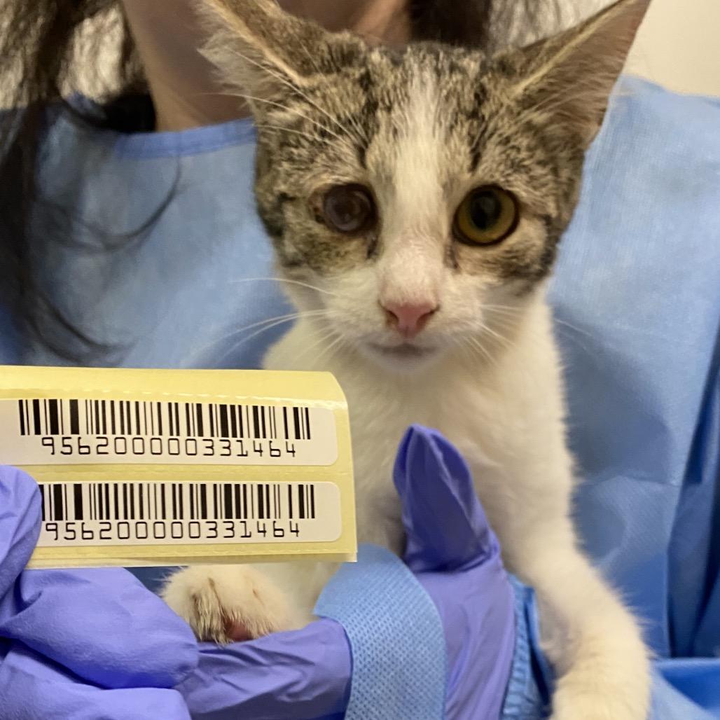 Mockingbird, Adoptable, Kitten Female Domestic Short Hair.